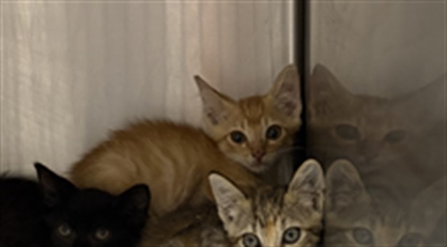Adoptable Cat