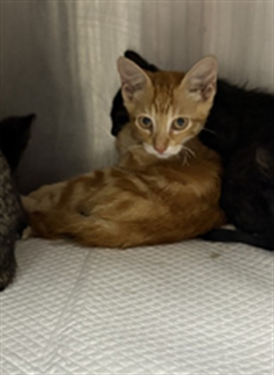 Adoptable Cat