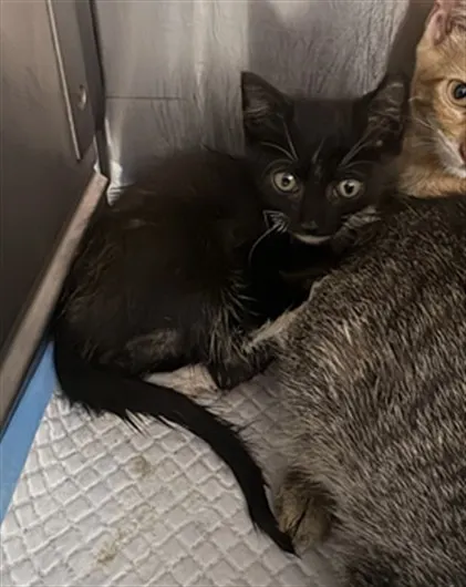 Adoptable Cat