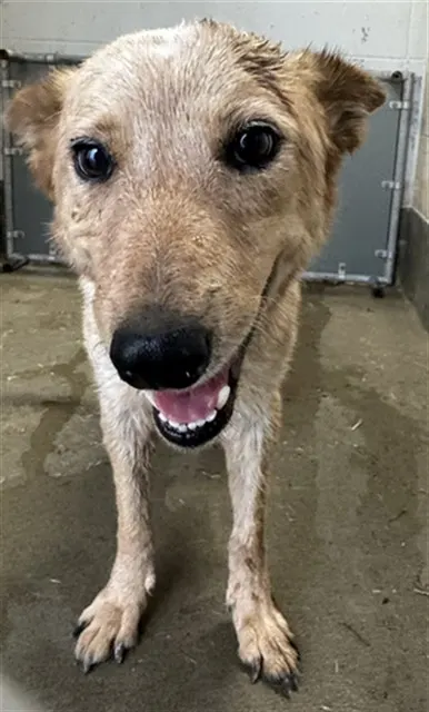 Adoptable Dog