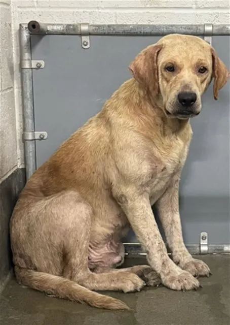 Adoptable Dog