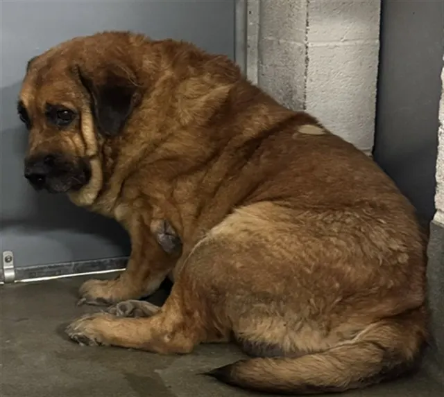 Adoptable Dog