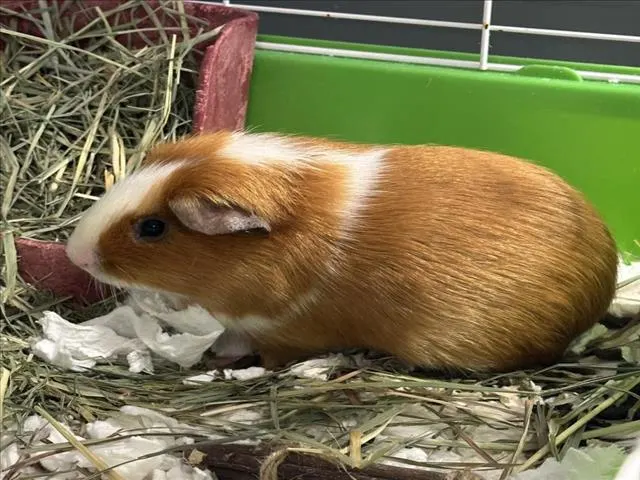 Percy