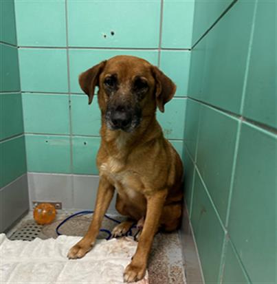 Adoptable Dog