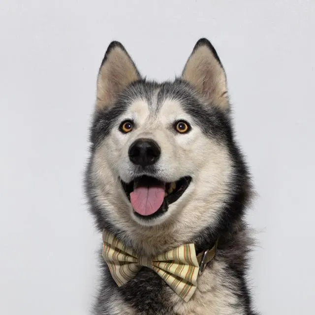Felix