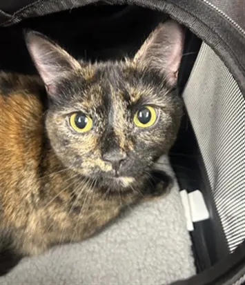 Penelope