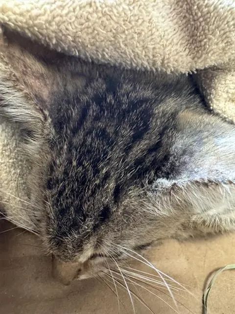 Jupi
