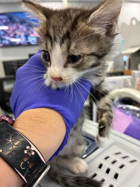 Adoptable Cat