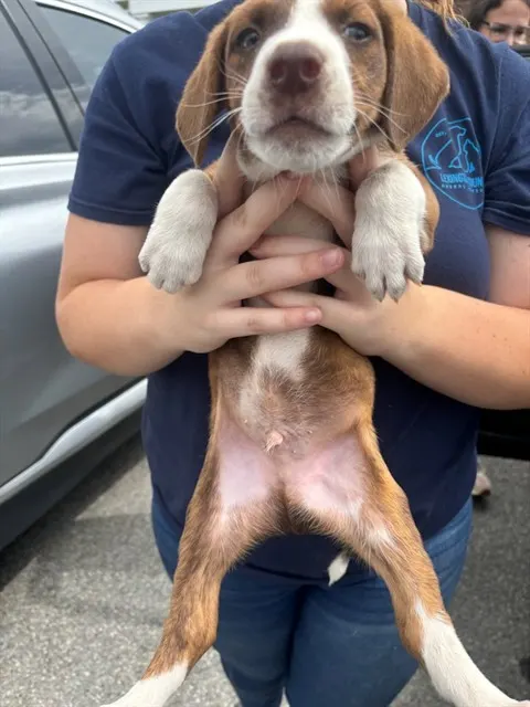 Adoptable Dog