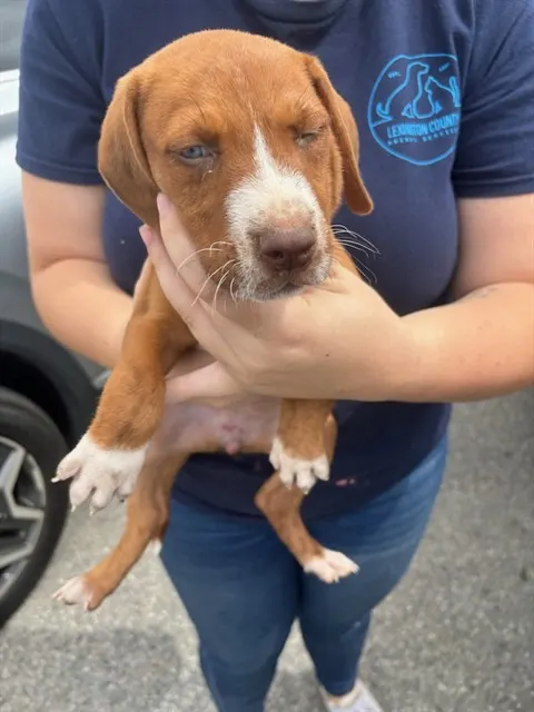 Adoptable Dog