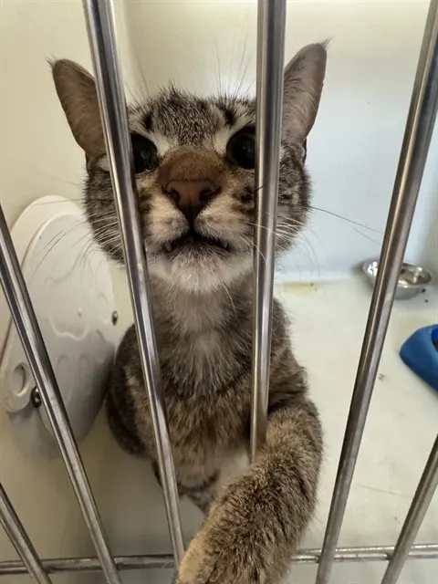Mom Cat