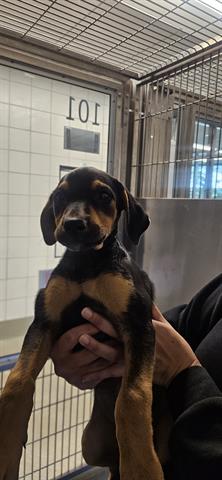 Louie