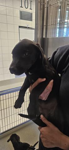 Buttercup