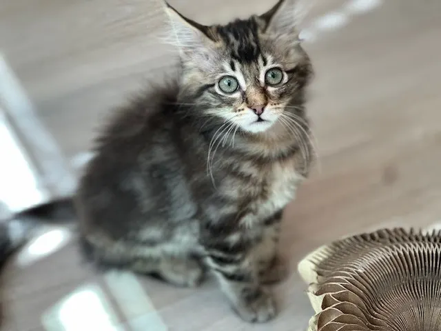 Harriet