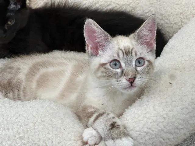 Gracie