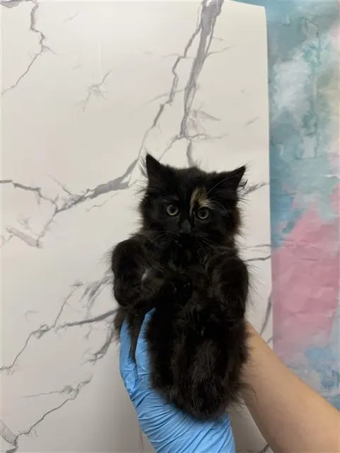 *Ella