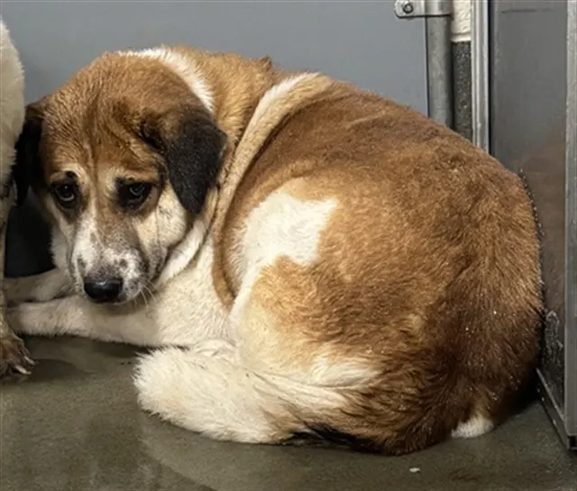 Adoptable Dog