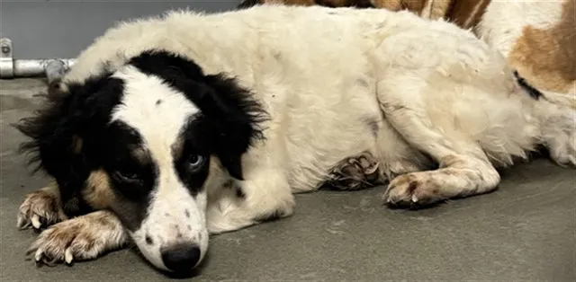 Adoptable Dog