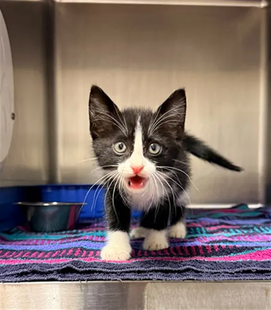 Kiki