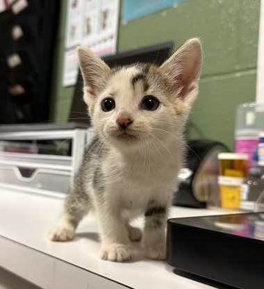 Cici