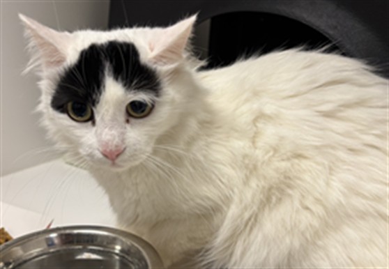 Snowbell