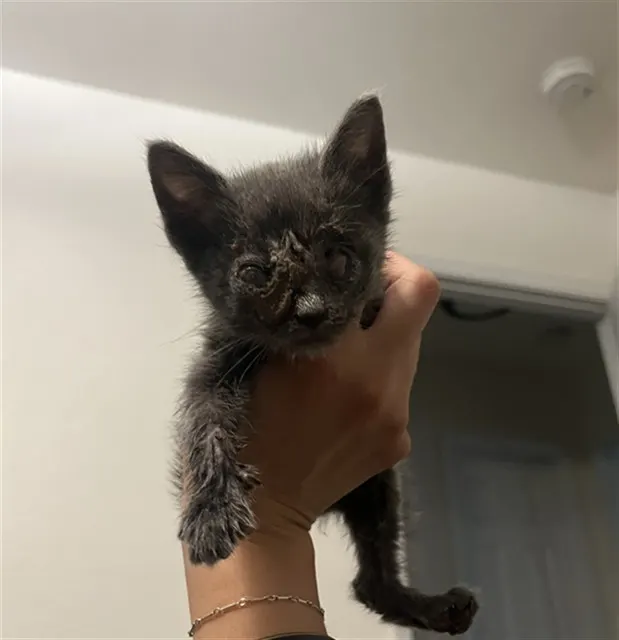 Radar - In Foster