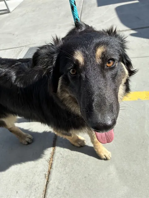 Adoptable Dog