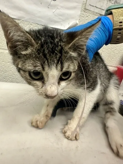 Adoptable Cat