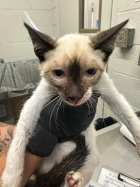 Adoptable Cat