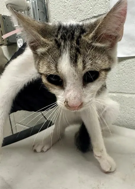 Adoptable Cat