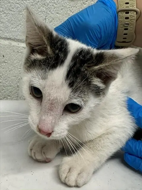 Adoptable Cat