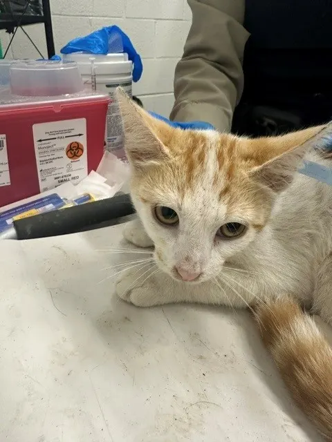 Adoptable Cat