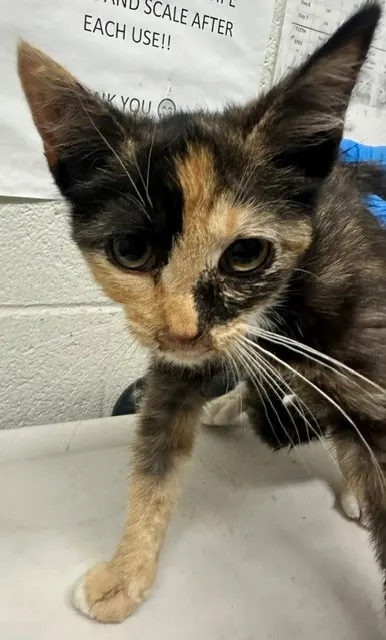 Adoptable Cat