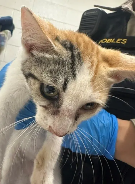 Adoptable Cat