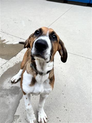 *Copper*