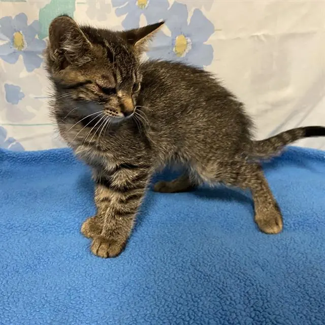 Adoptable Cat