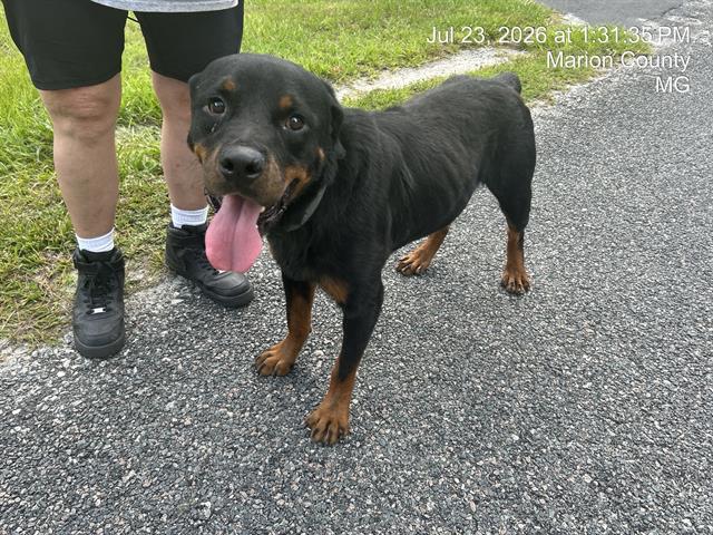 Adoptable Dog
