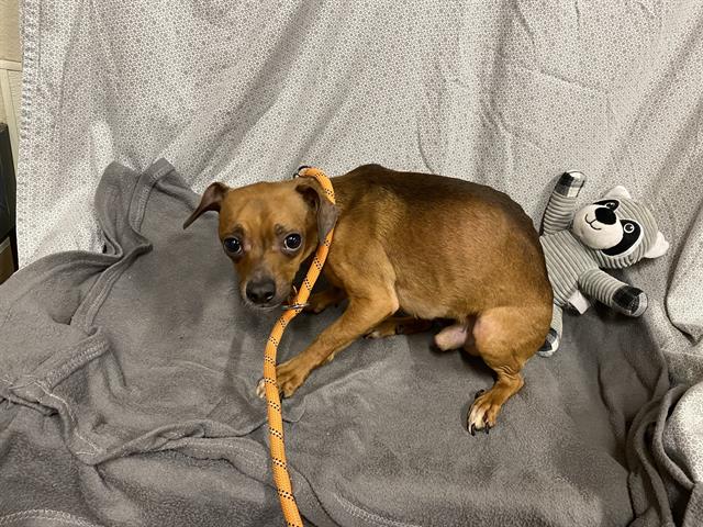 Adoptable Dog