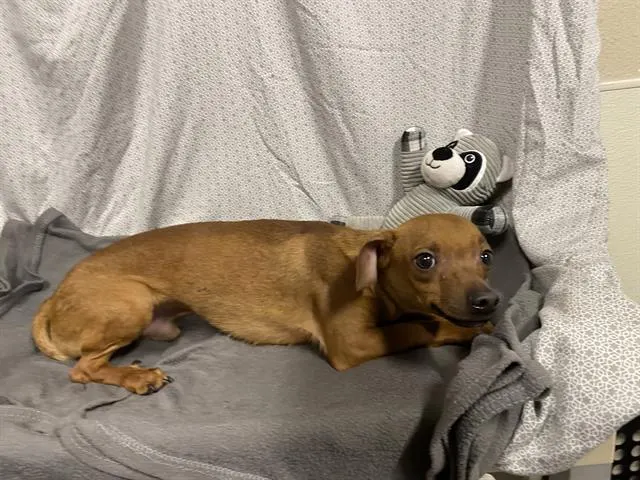 Adoptable Dog