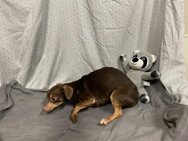 Adoptable Dog