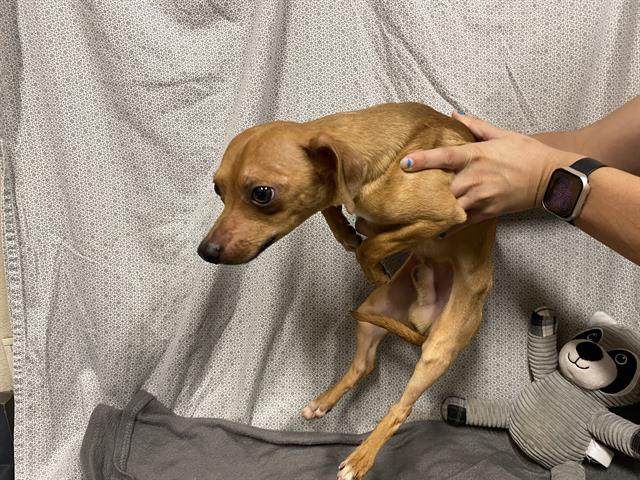 Adoptable Dog