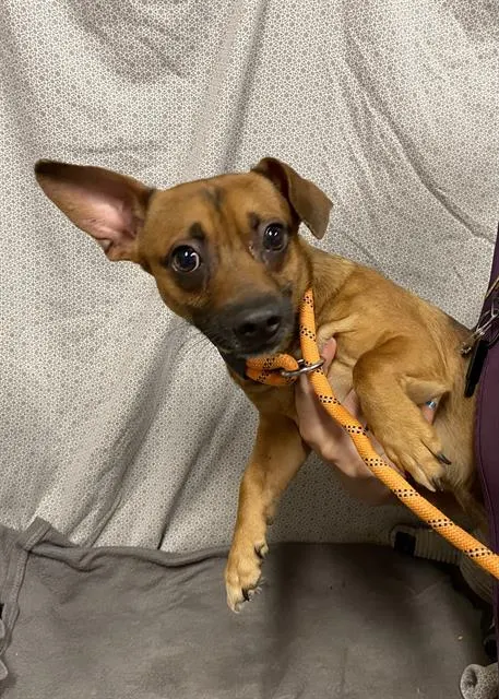 Adoptable Dog