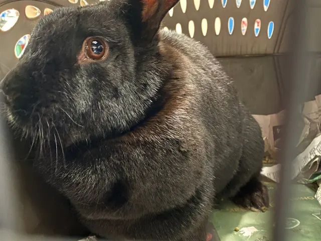 Bb