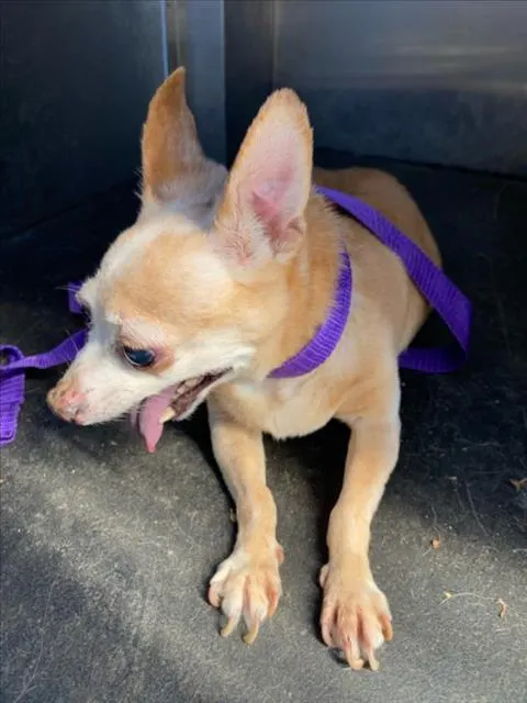 Hotrod Aka *Jedi