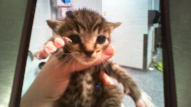 Adoptable Cat