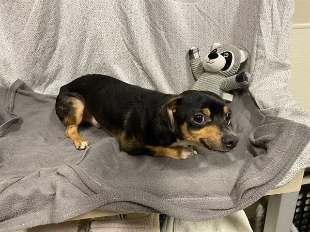 Adoptable Dog