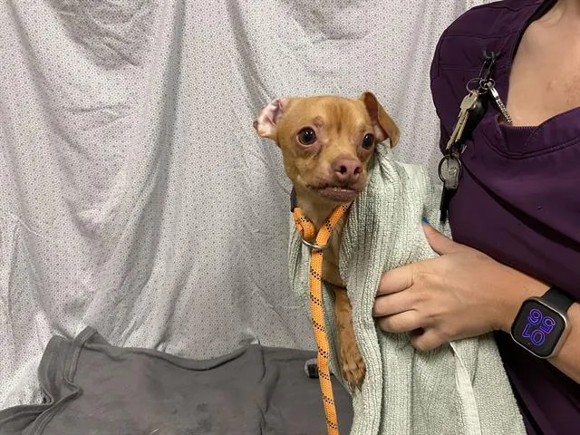 Adoptable Dog