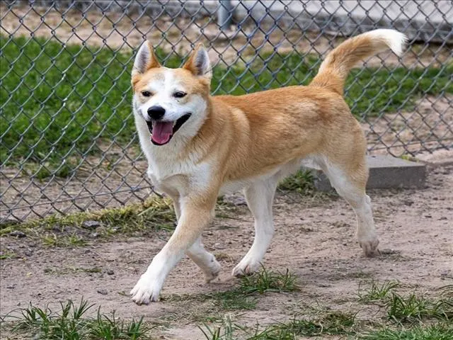 Hugo