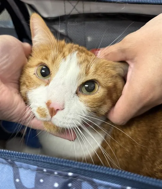 Opie