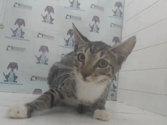 Adoptable Cat